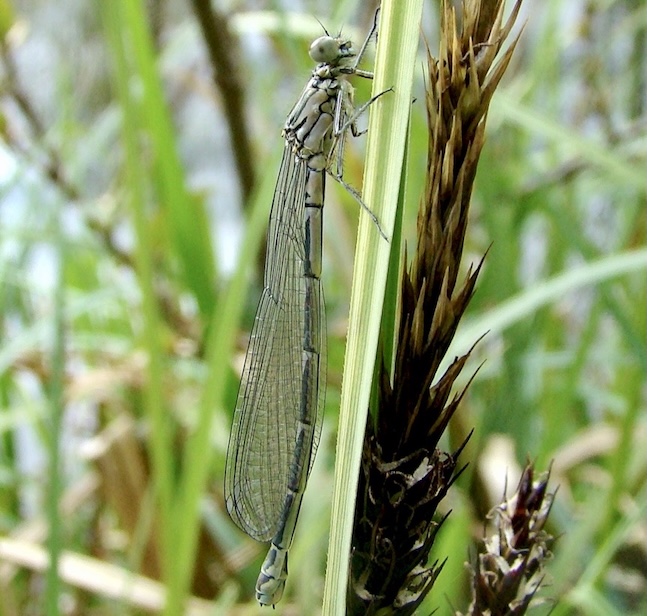 azure female green form
